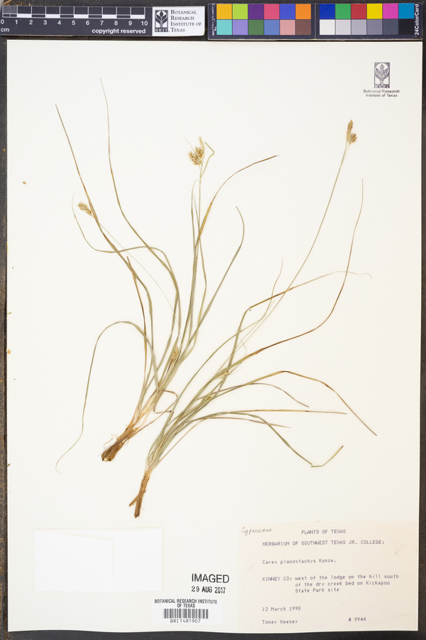 Carex planostachys image