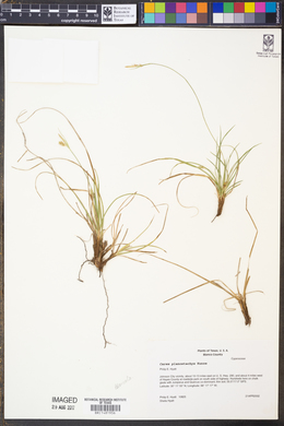 Image of Carex planostachys