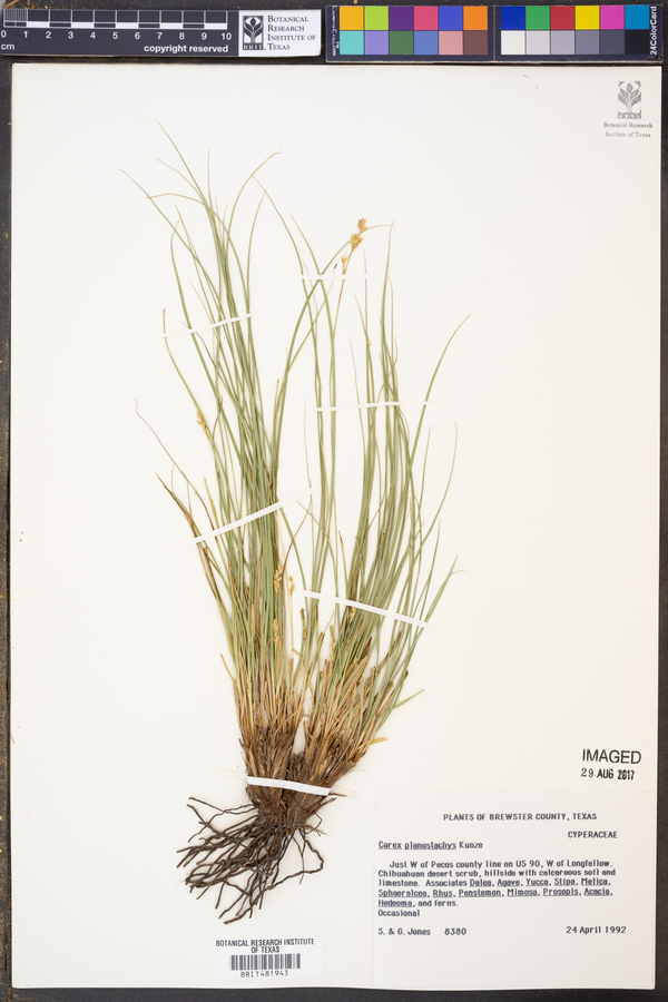 Carex planostachys image