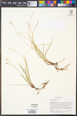 Image of Carex physorhyncha