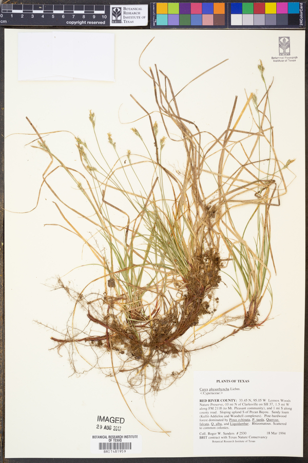 Carex physorhyncha image
