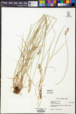 Carex longii image