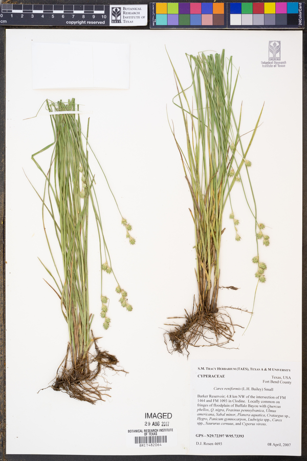 Carex reniformis image