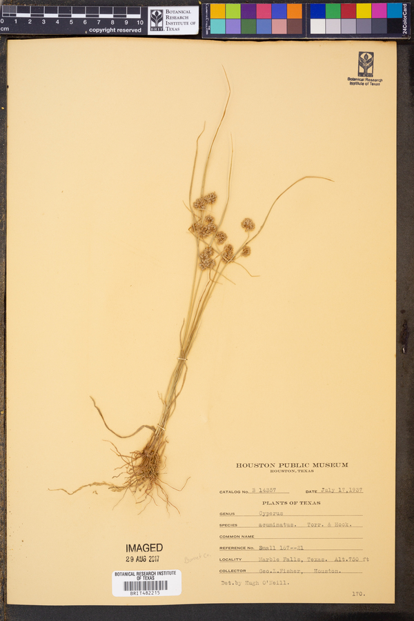Cyperus acuminatus image