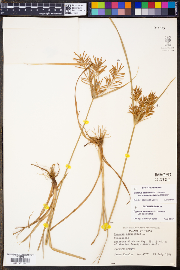 Cyperus esculentus var. macrostachyus image