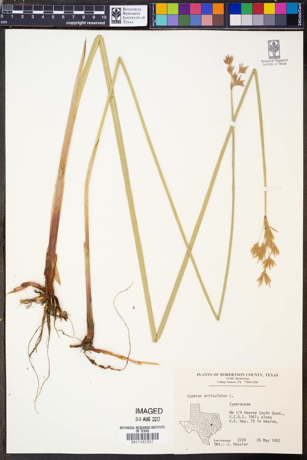 Cyperus articulatus image