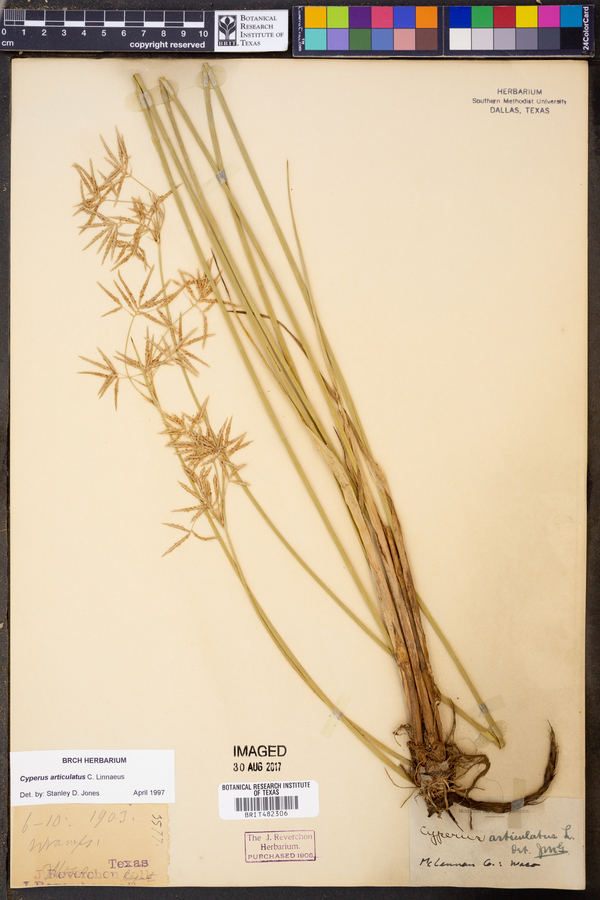 Cyperus articulatus image