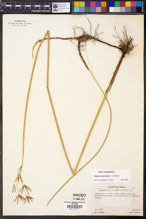 Cyperus articulatus image