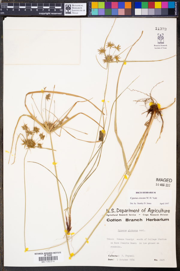 Cyperus croceus image