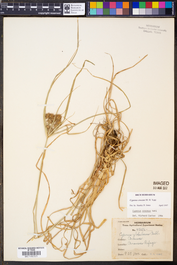 Cyperus croceus image