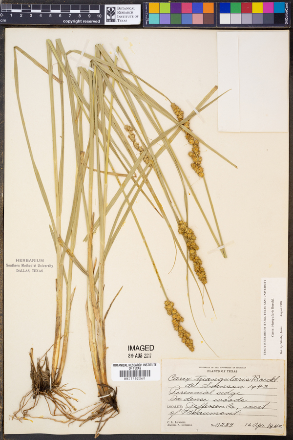 Carex triangularis image