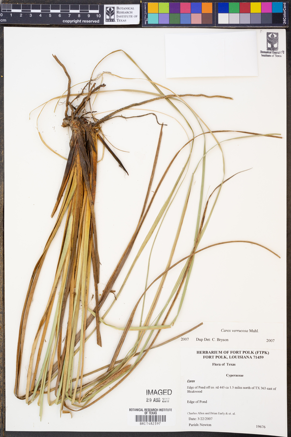 Carex verrucosa image