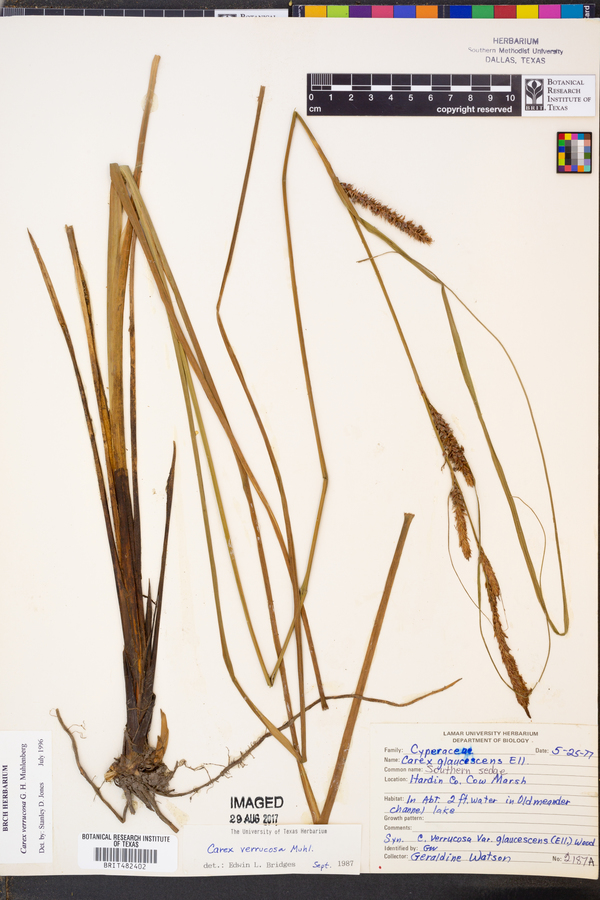 Carex verrucosa image