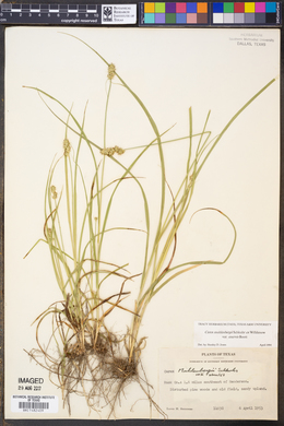 Carex muhlenbergii var. enervis image