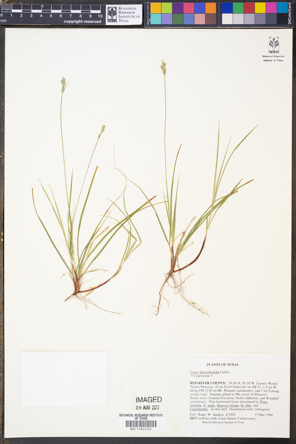 Carex physorhyncha image