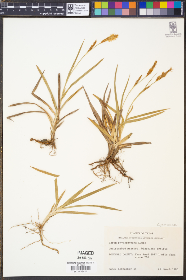 Carex physorhyncha image