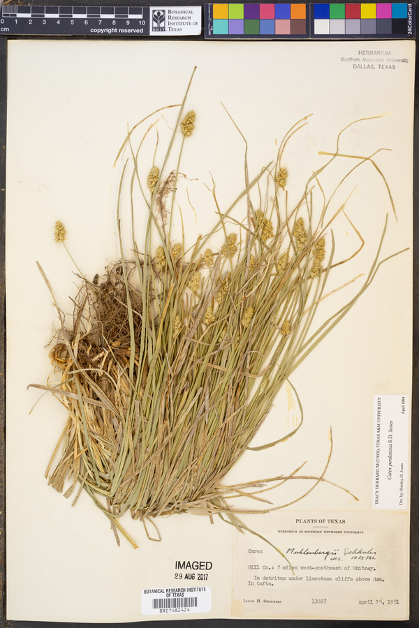 Carex perdentata image