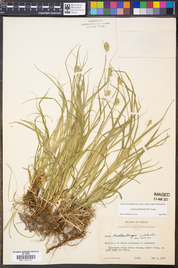 Carex perdentata image