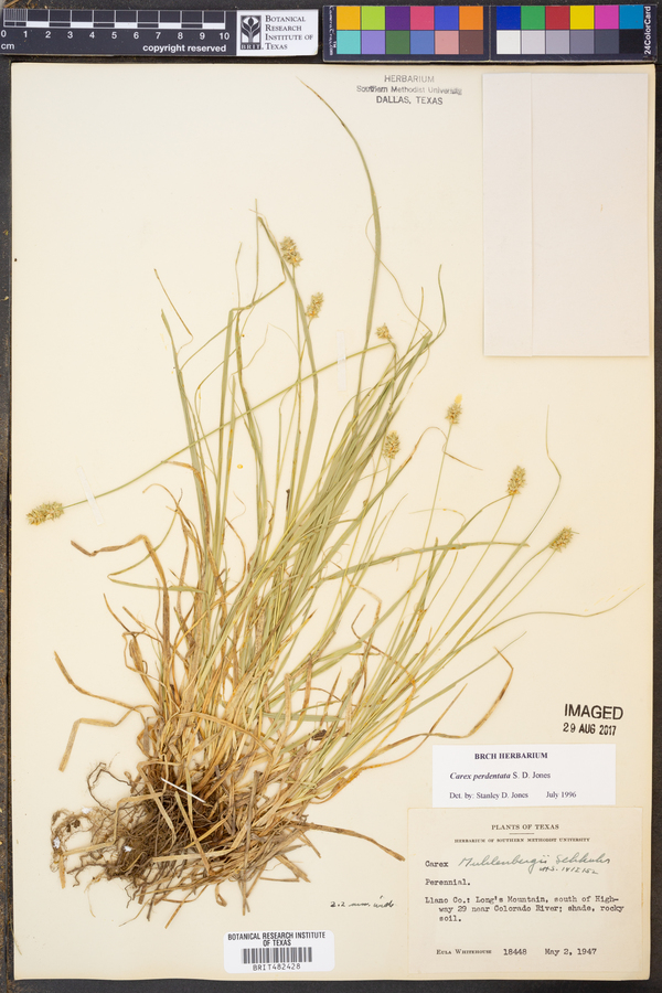 Carex perdentata image