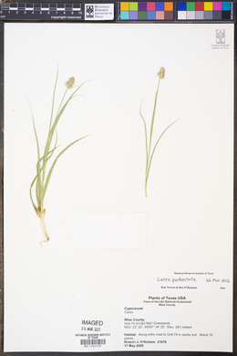 Image of Carex perdentata