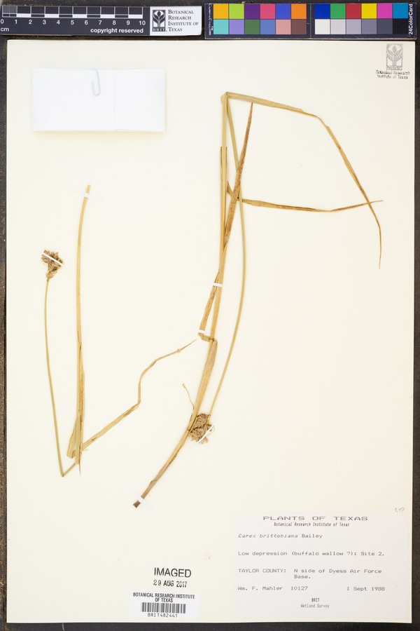 Carex brittoniana image