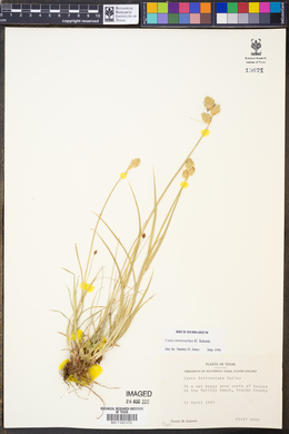 Image of Carex tetrastachya