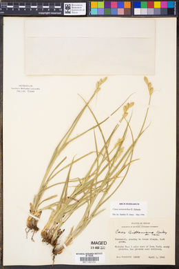 Carex tetrastachya image