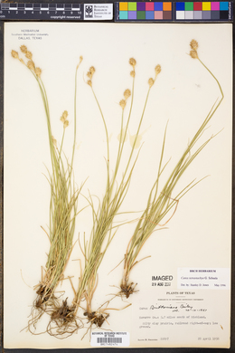 Carex tetrastachya image