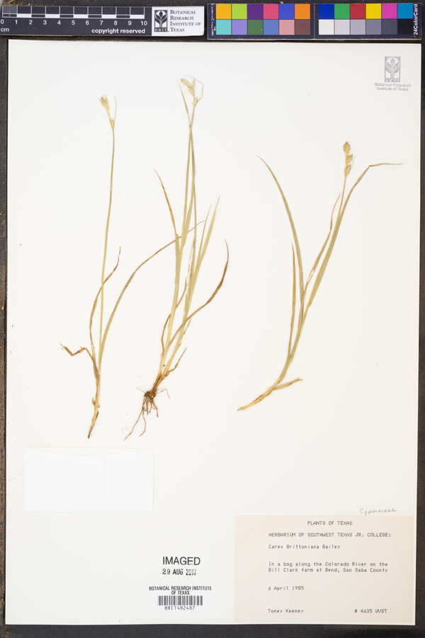 Carex brittoniana image