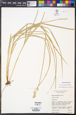 Carex brittoniana image