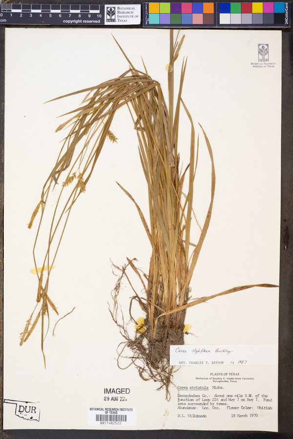 Carex styloflexa image