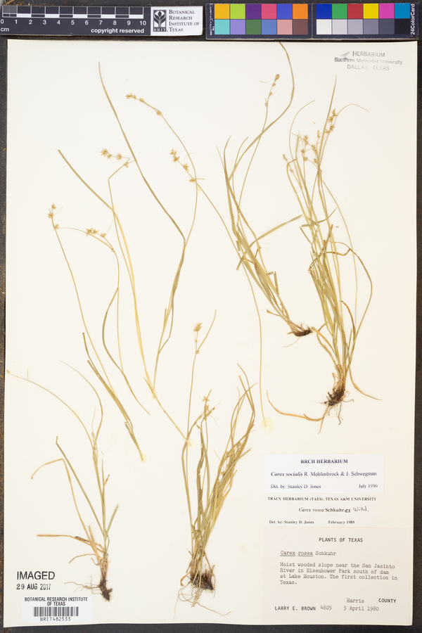 Carex socialis image