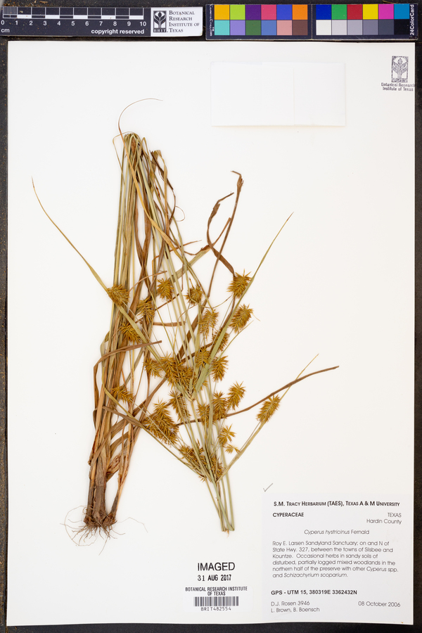 Cyperus hystricinus image