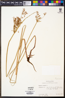 Image of Cyperus haspan