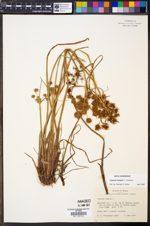 Cyperus haspan image