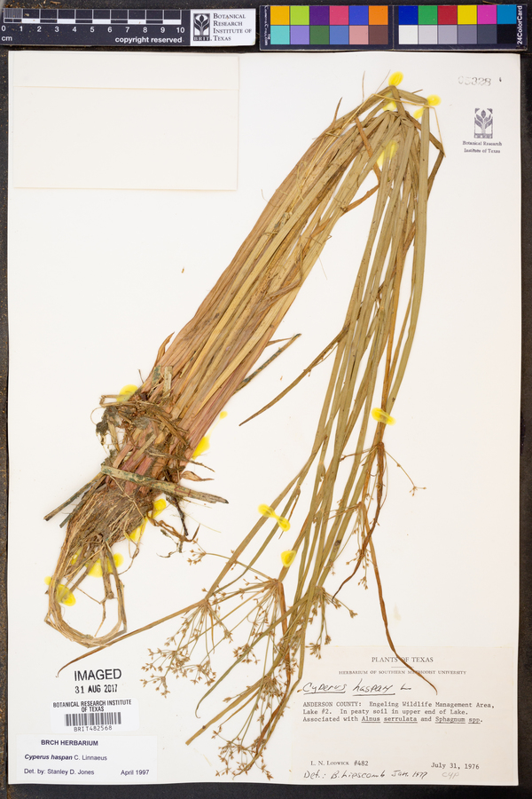 Cyperus haspan image