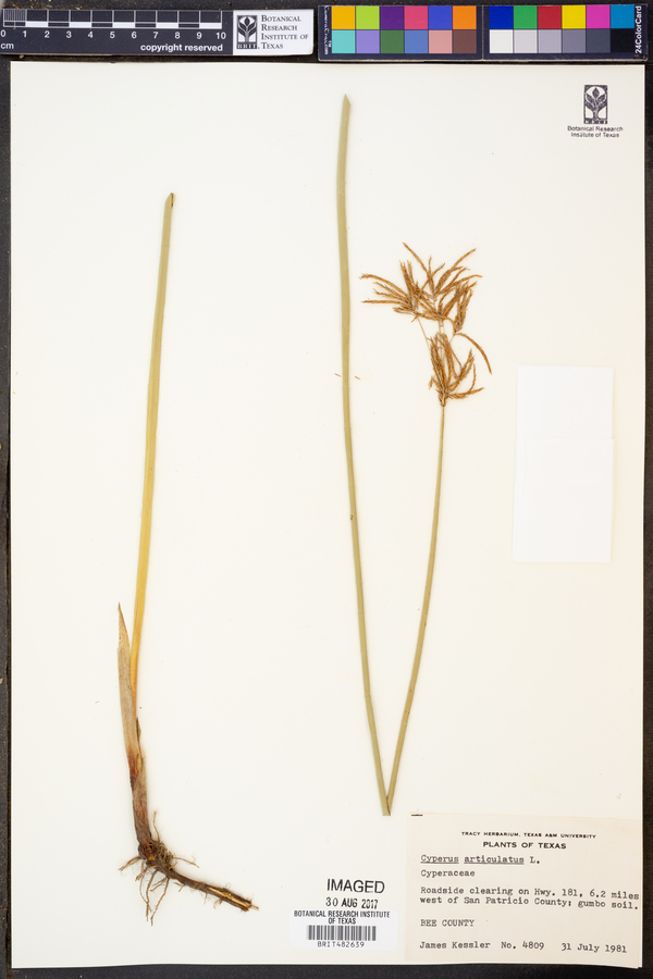 Cyperus articulatus image