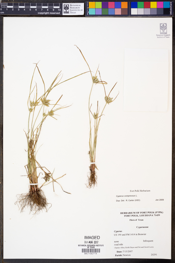 Cyperus compressus image