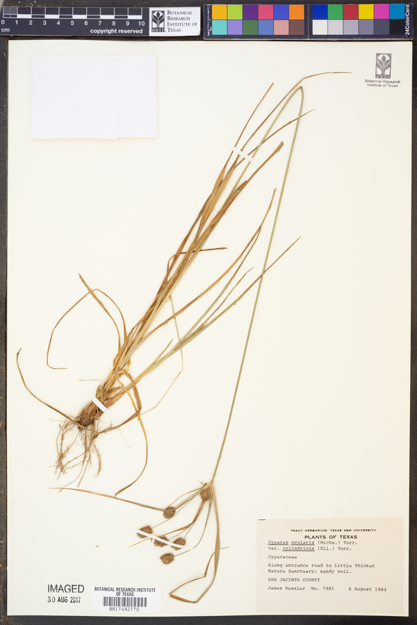 Cyperus cylindricus image