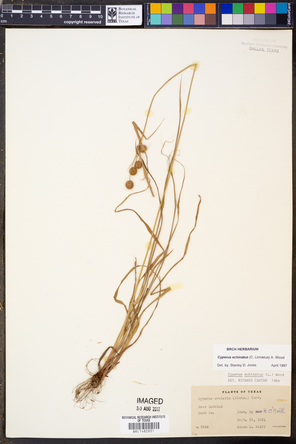 Cyperus echinatus image