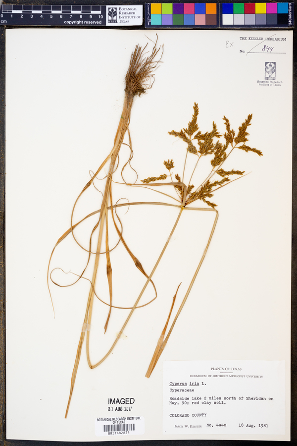 Cyperus iria image