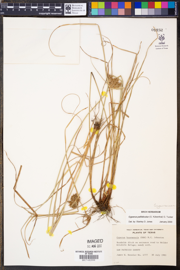 Cyperus aggregatus image