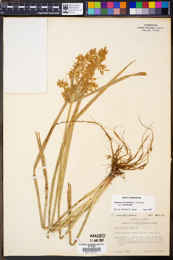 Cyperus esculentus var. esculentus image