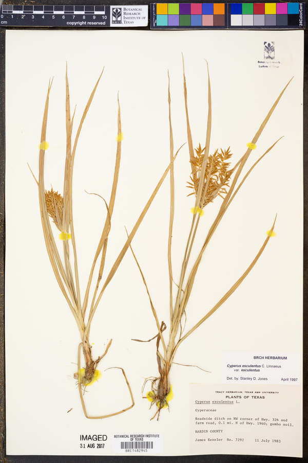 Cyperus esculentus var. esculentus image