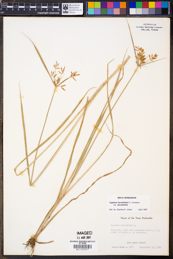 Cyperus esculentus var. esculentus image