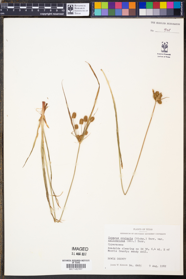 Cyperus cylindricus image