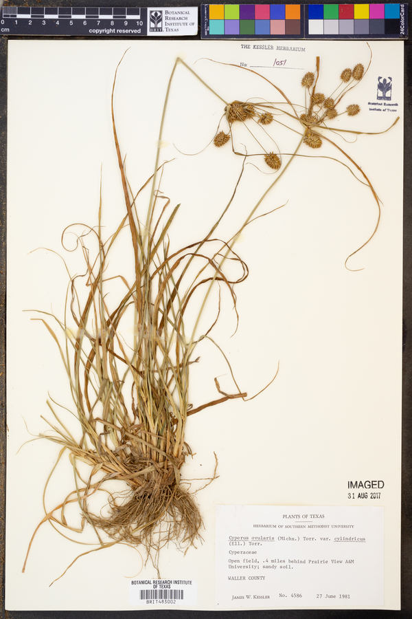 Cyperus cylindricus image