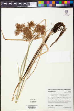 Cyperus ferax image