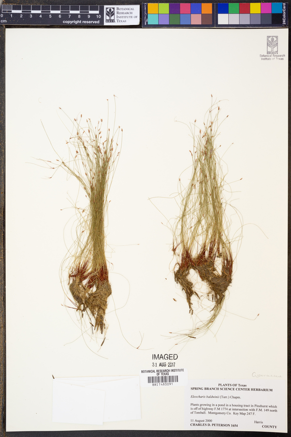 Eleocharis baldwinii image