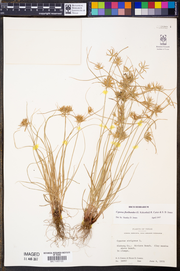 Cyperus floribundus image